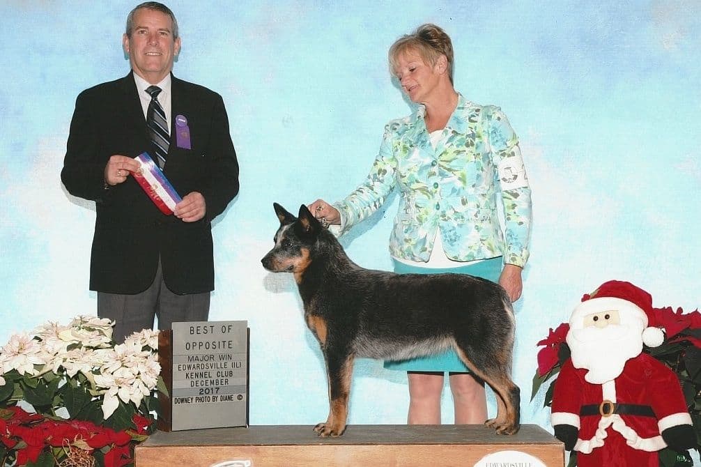 Australian Cattle Dog Puppies breeder image 5