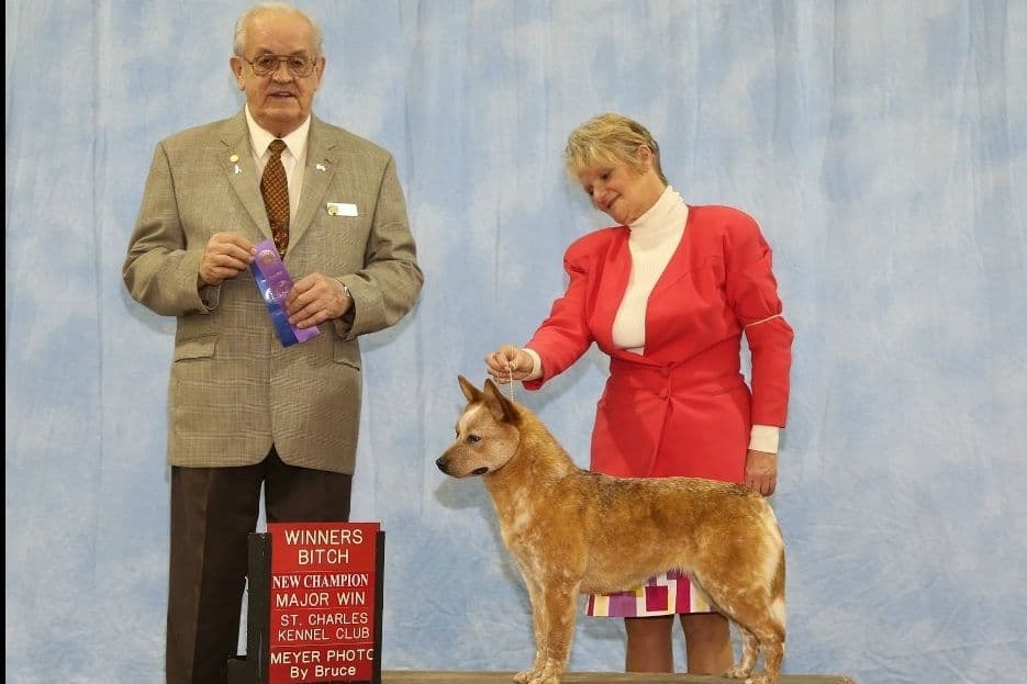 Australian Cattle Dog Puppies breeder image 4