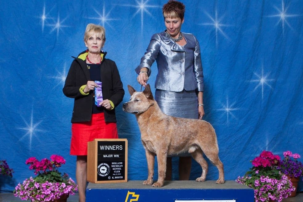 Australian Cattle Dog Puppies breeder image 3