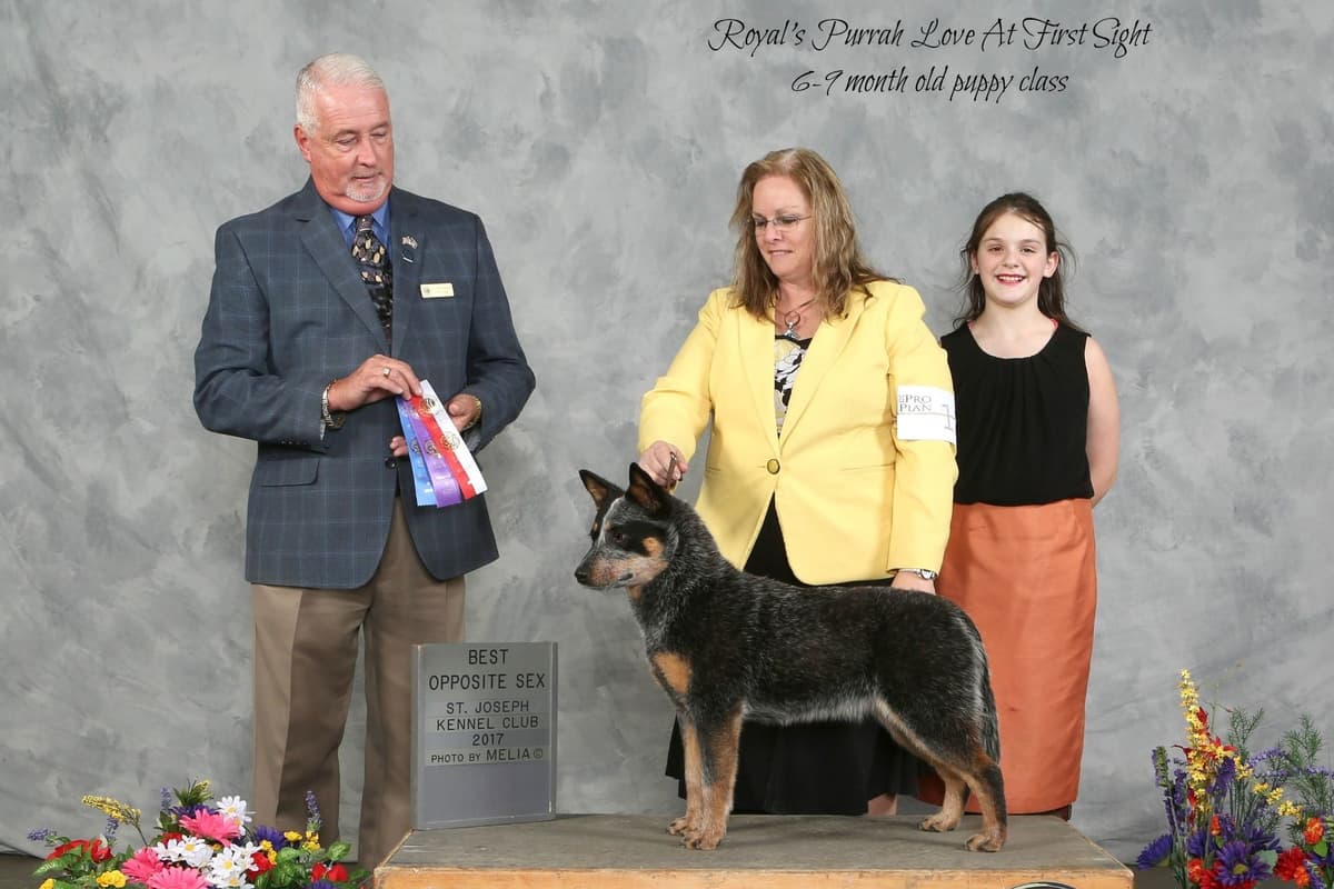 Australian Cattle Dog Puppies breeder image 2