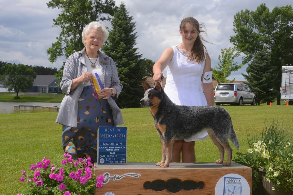 Australian Cattle Dog Puppies breeder image 1