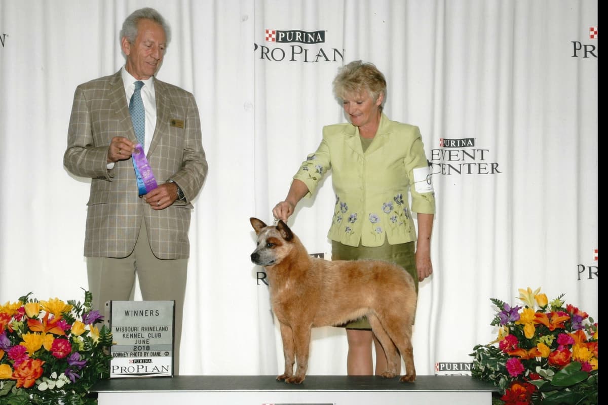 Australian Cattle Dog Puppies breeder image 8