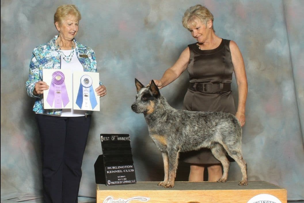 Australian Cattle Dog Puppies breeder image 9