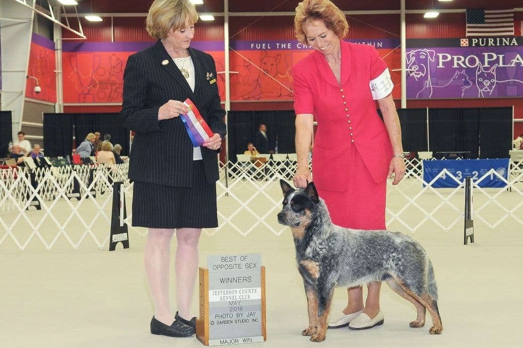 Australian Cattle Dog Puppies breeder image 10