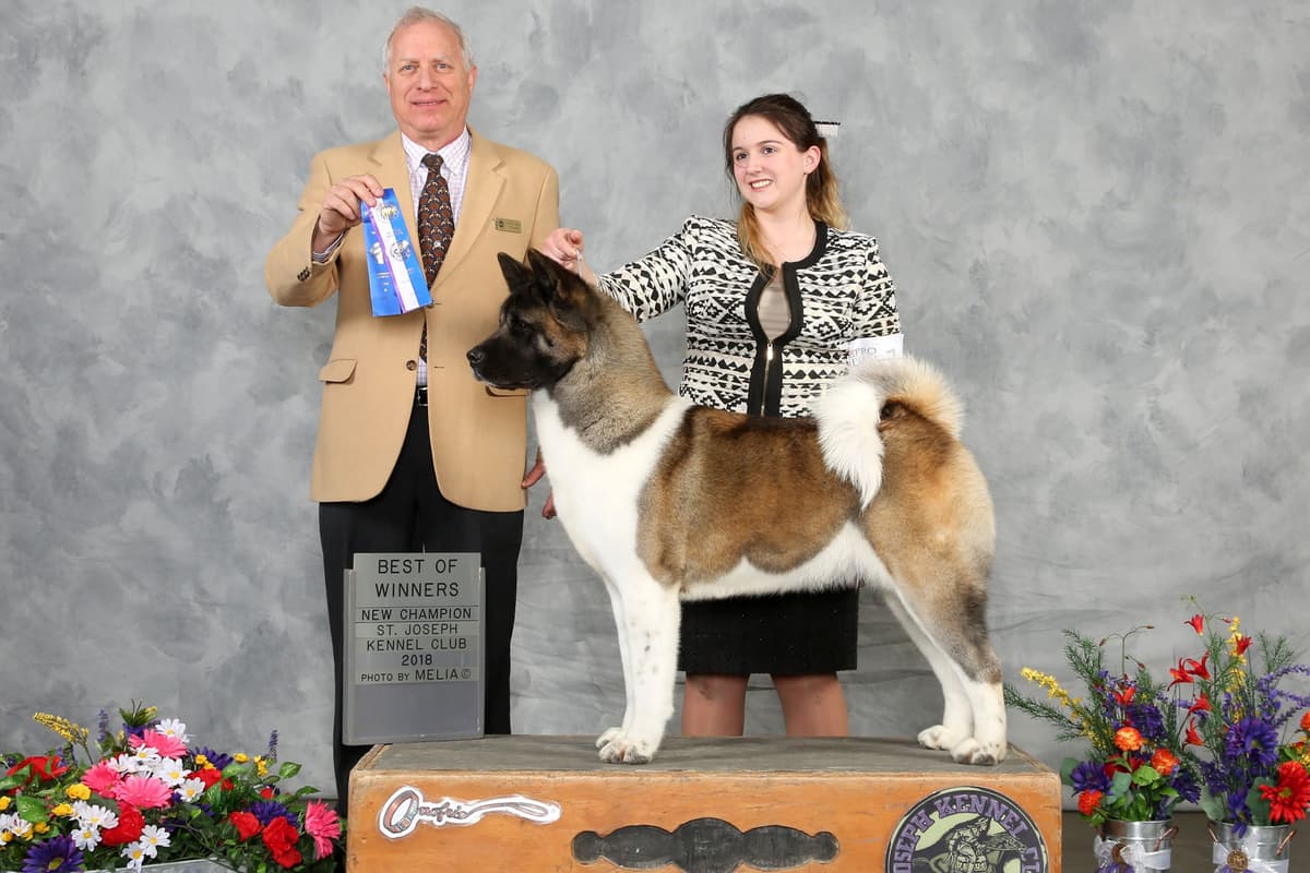 Australian Cattle Dog Puppies breeder image 12