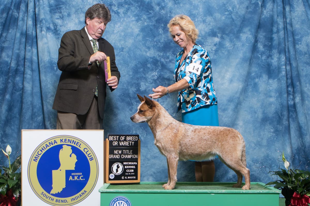 Australian Cattle Dog Puppies breeder image 14