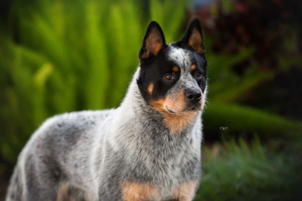 Australian Cattle Dog Puppies breeder image 17