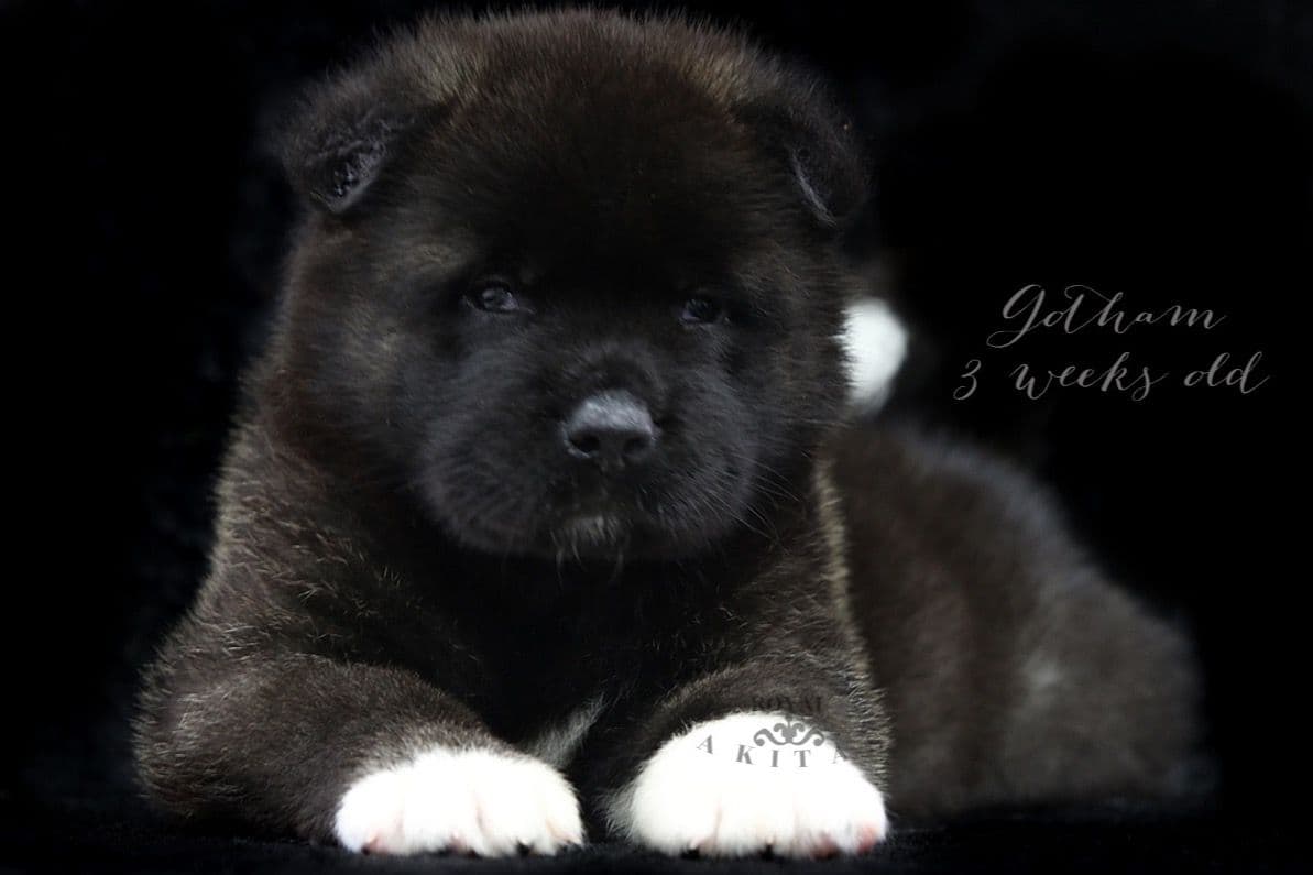 Australian Cattle Dog Puppies breeder image 21