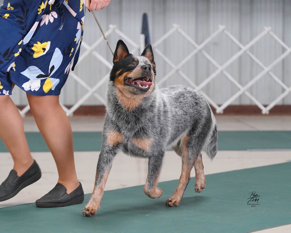 Australian Cattle Dog Puppies breeder image 23