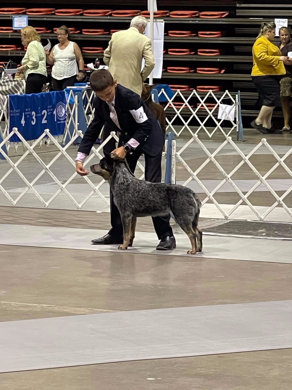 Australian Cattle Dog Puppies breeder image 25