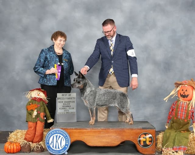 Australian Cattle Dog Puppies media 2