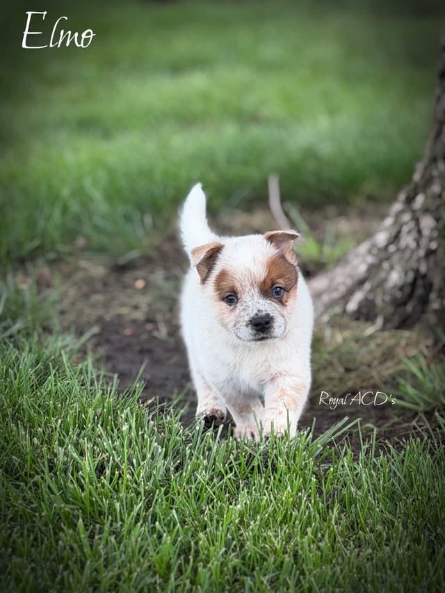 Australian Cattle Dog Puppies media 3