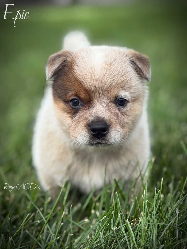 Australian Cattle Dog Puppies media 4