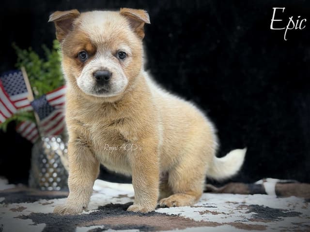 Australian Cattle Dog Puppies media 5