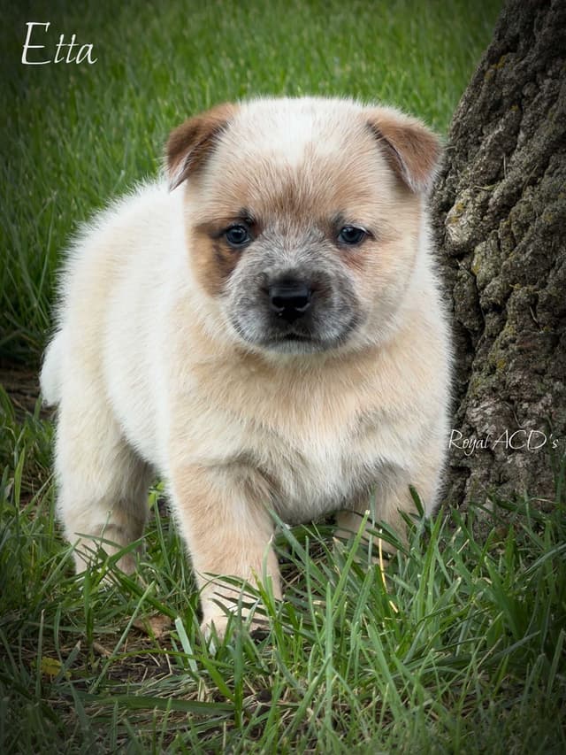 Australian Cattle Dog Puppies media 6
