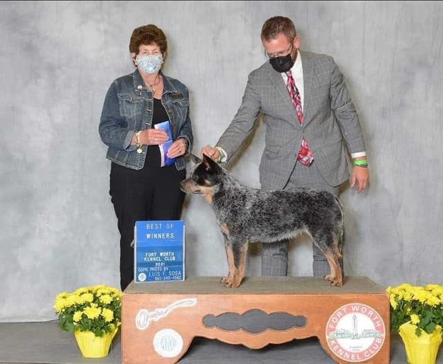 Australian Cattle Dog Puppies media 2