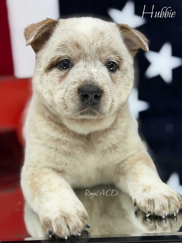 Australian Cattle Dog Puppies media 3