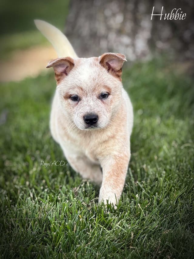 Australian Cattle Dog Puppies media 4
