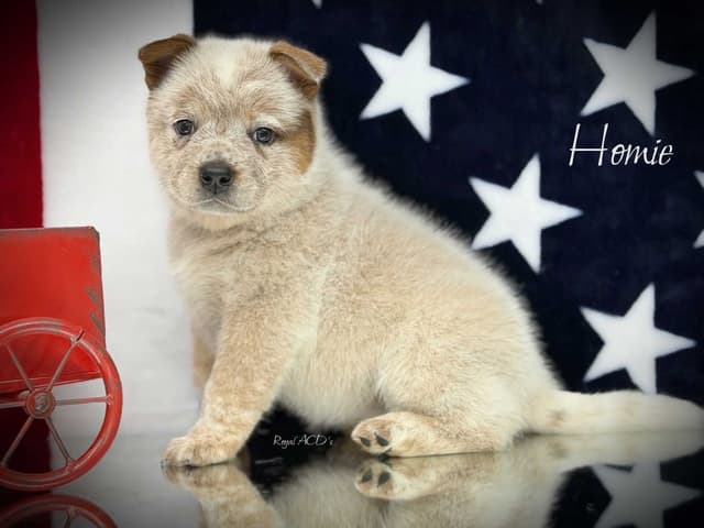 Australian Cattle Dog Puppies media 5