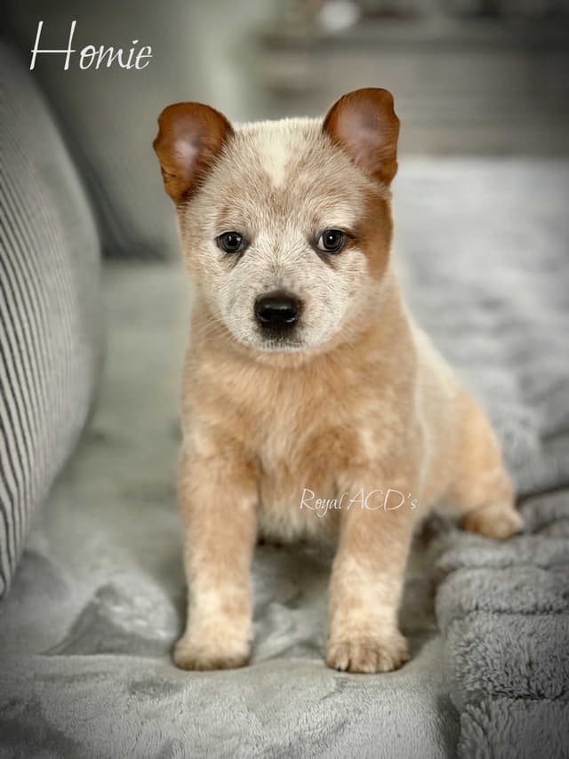 Australian Cattle Dog Puppies media 6