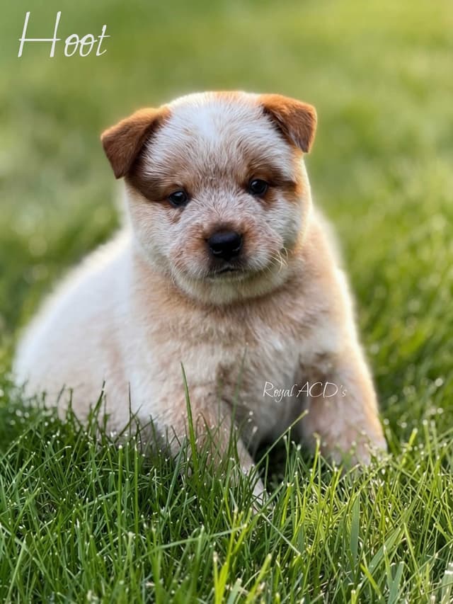 Australian Cattle Dog Puppies media 7