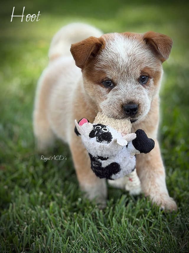 Australian Cattle Dog Puppies media 8