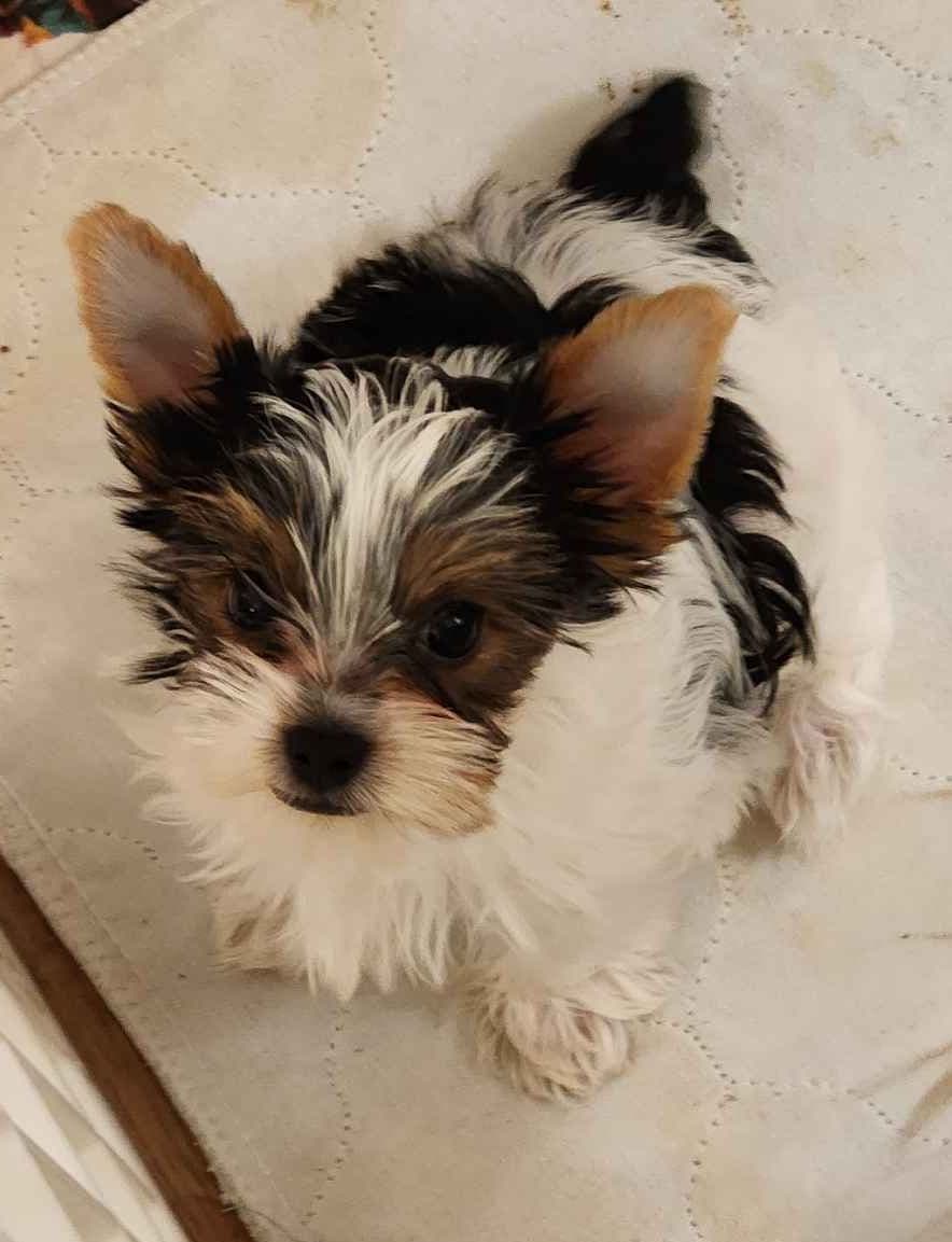 Yorkshire Terrier Puppies breeder image 1