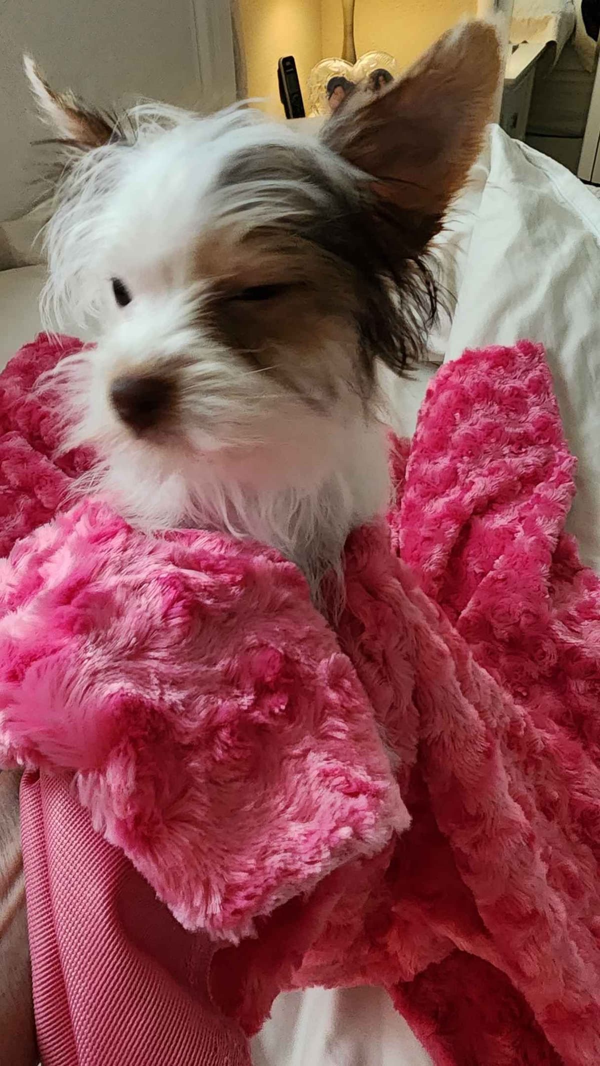 Yorkshire Terrier Puppies breeder image 2