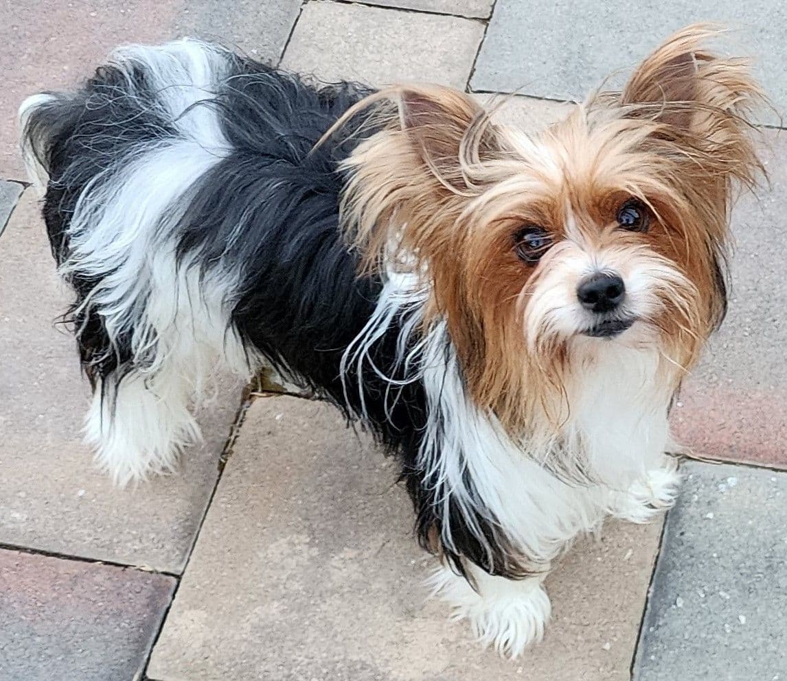 Yorkshire Terrier Puppies breeder image 3
