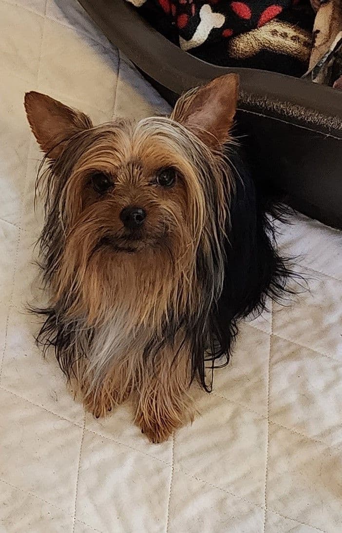 Yorkshire Terrier Puppies breeder image 4
