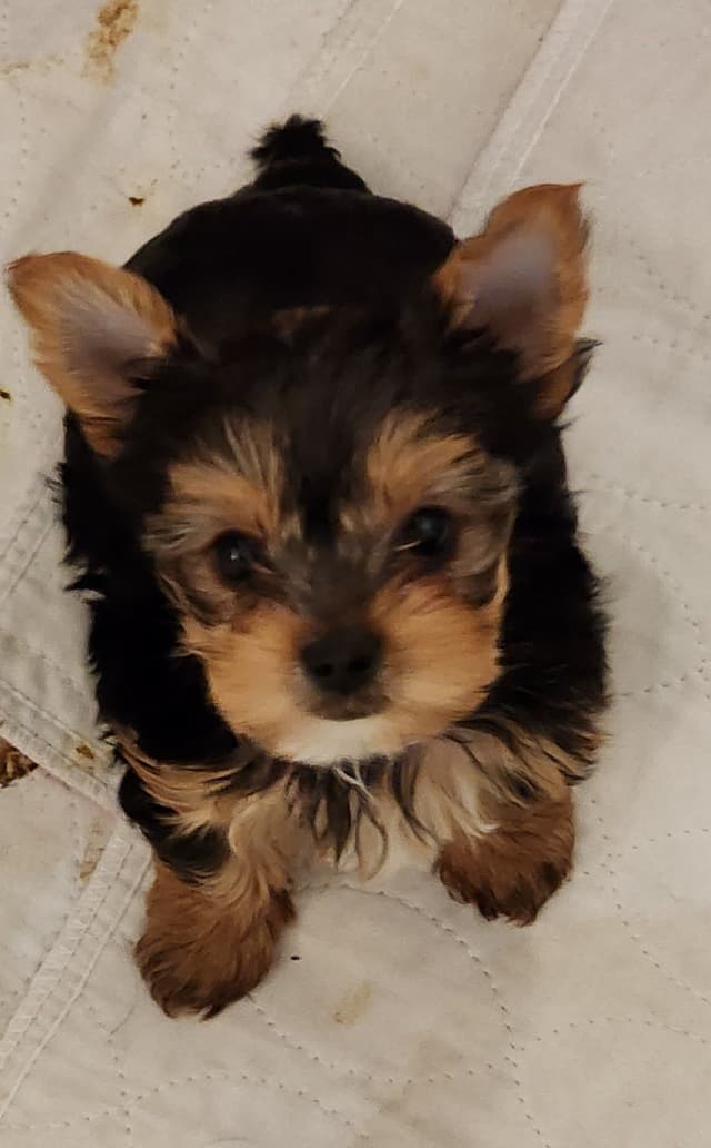 Yorkshire Terrier Puppies media 2