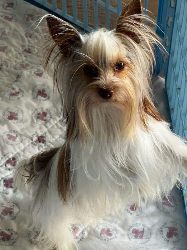 Yorkshire Terrier Puppies media 3