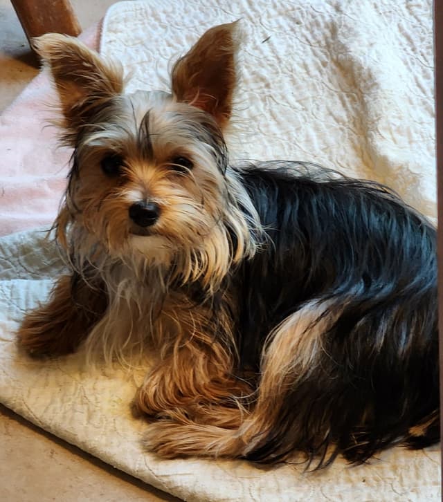 Yorkshire Terrier Puppies media 4