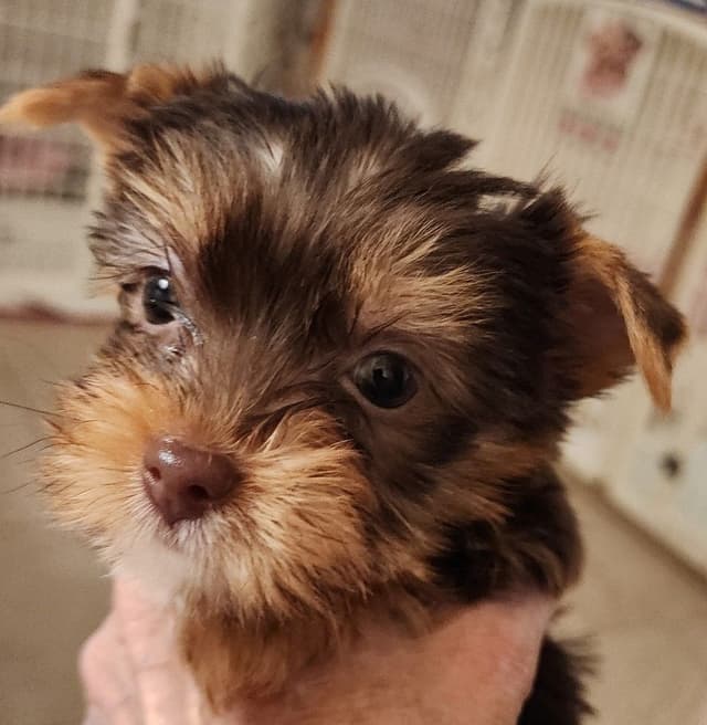 Yorkshire Terrier Puppies media 5