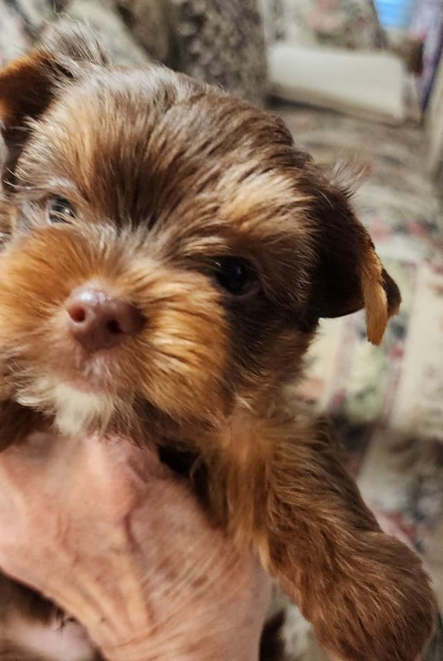 Yorkshire Terrier Puppies media 6