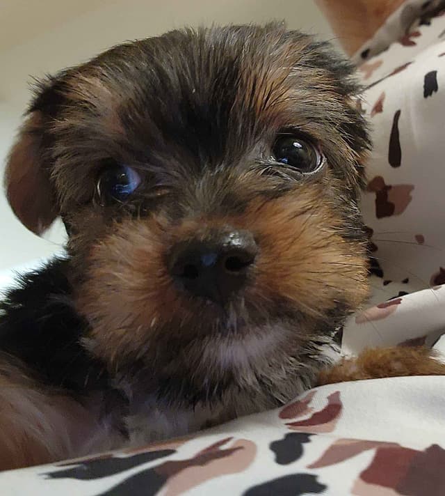 Yorkshire Terrier Puppies media 7