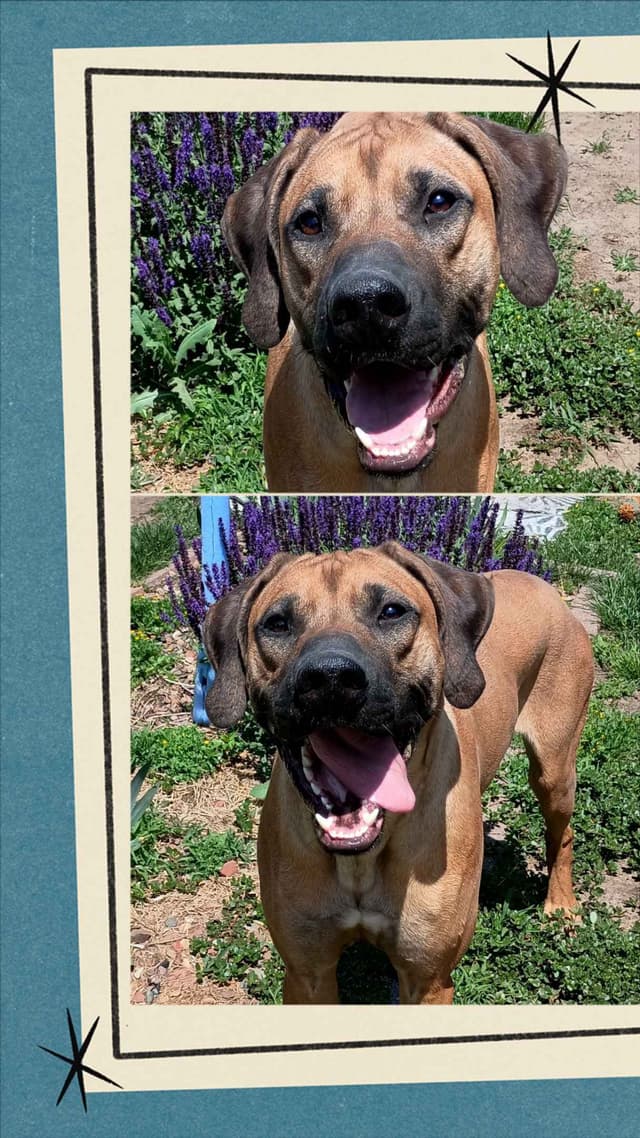 1 year Ridgeback ... He's RReady to RRock 'n' RRoll !! media 5