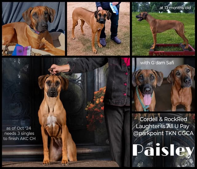 1 year Ridgeback ... He's RReady to RRock 'n' RRoll !! media 6