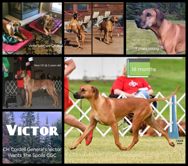 1 year Ridgeback ... He's RReady to RRock 'n' RRoll !! media 7
