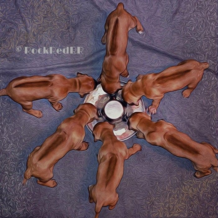 1 year Ridgeback ... He's RReady to RRock 'n' RRoll !! breeder image 3
