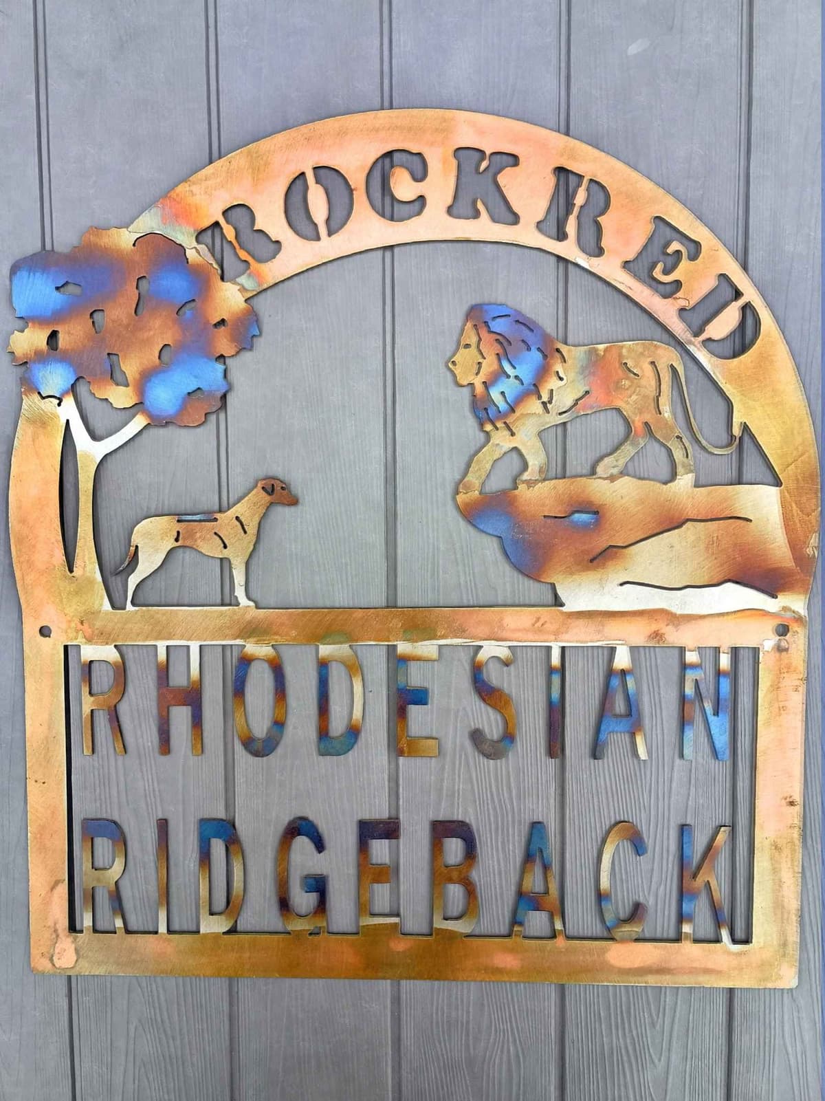 1 year Ridgeback ... He's RReady to RRock 'n' RRoll !! breeder image 1