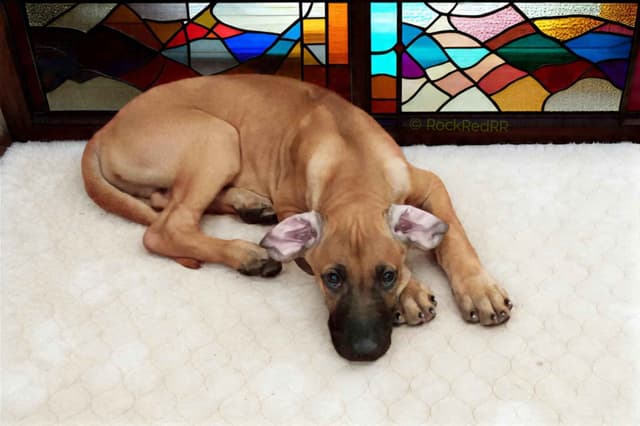 1 year Ridgeback ... He's RReady to RRock 'n' RRoll !! media 9
