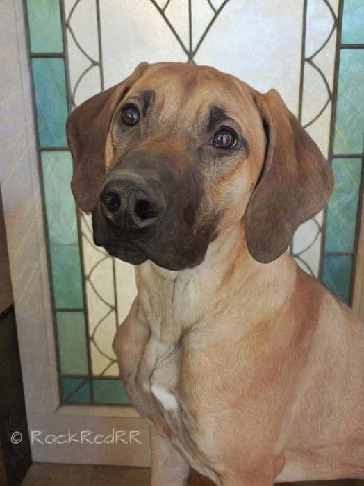 1 year Ridgeback ... He's RReady to RRock 'n' RRoll !! media 10