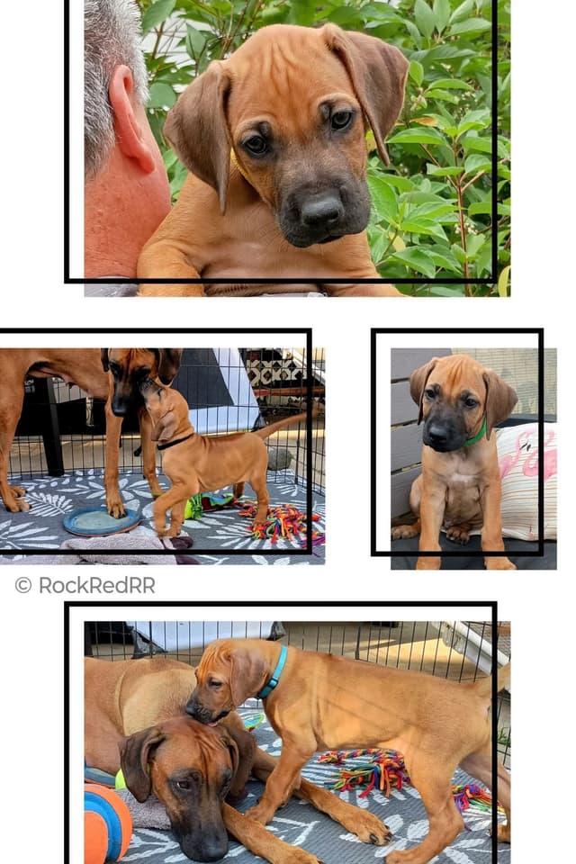 1 year Ridgeback ... He's RReady to RRock 'n' RRoll !! media 11