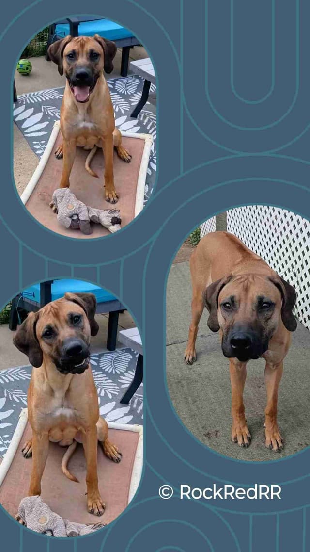 1 year Ridgeback ... He's RReady to RRock 'n' RRoll !! media 13