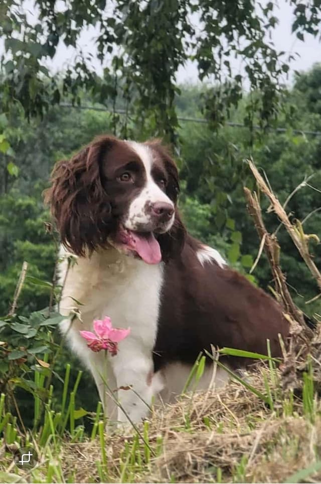 English Springer Spaniel Puppies media 3