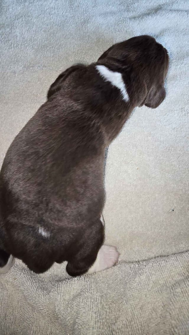 English Springer Spaniel Puppies media 4