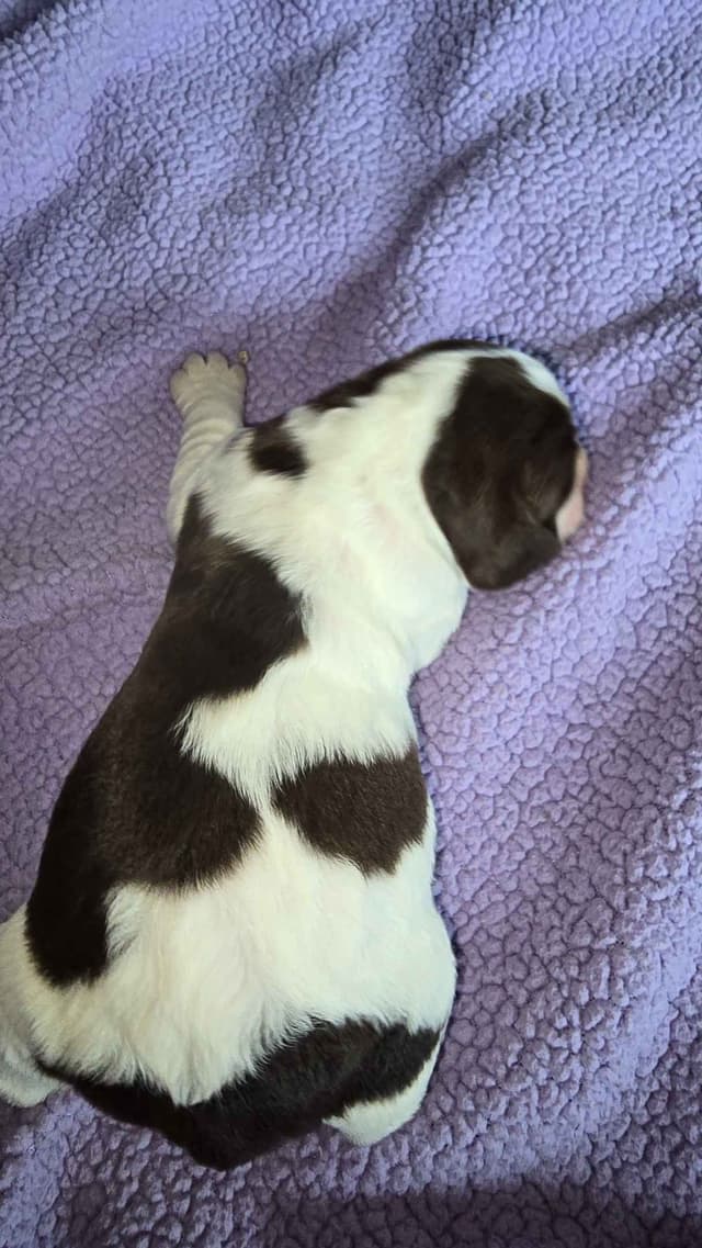 English Springer Spaniel Puppies media 5