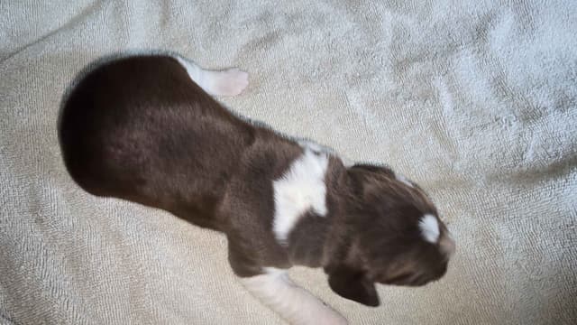 English Springer Spaniel Puppies media 6
