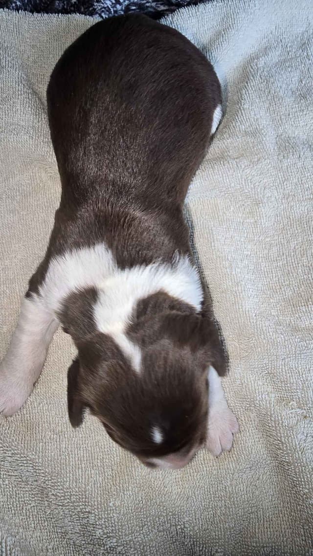 English Springer Spaniel Puppies media 7